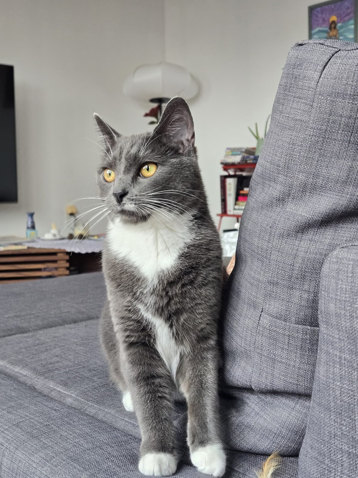 suki the cat